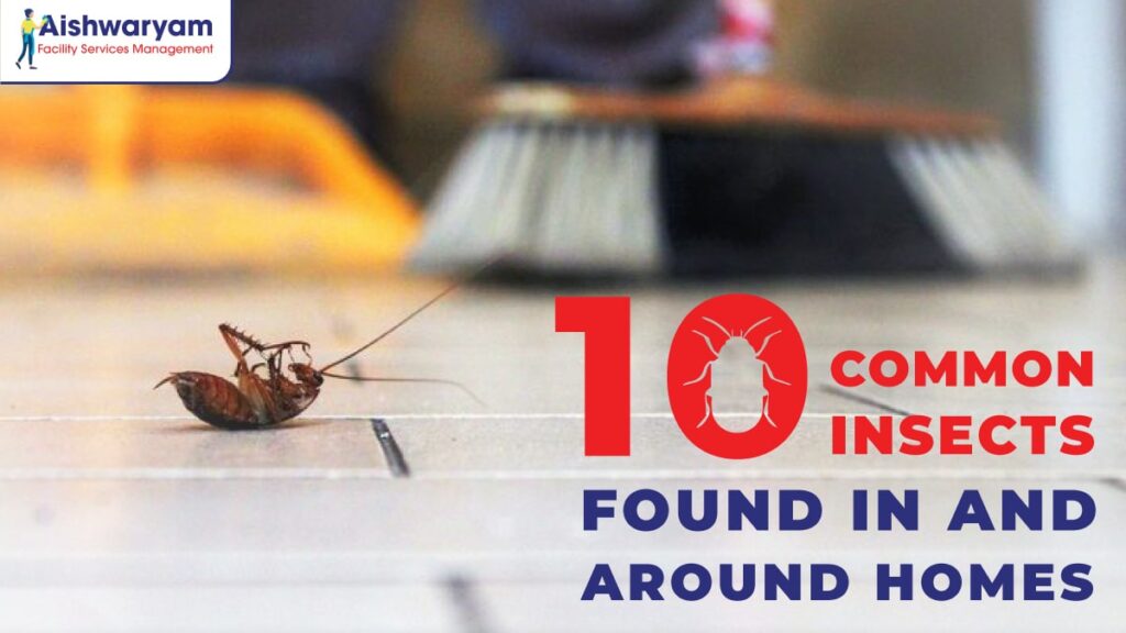 common-home-insects-afsm
