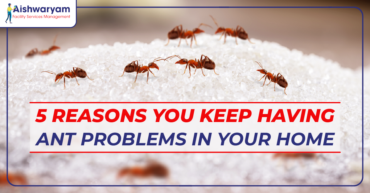 5 Reasons You Keep Having Ant Problems In Your Home